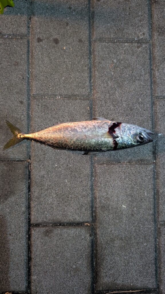 釣り場のタイルの上に置いた、締めた直後のサバ