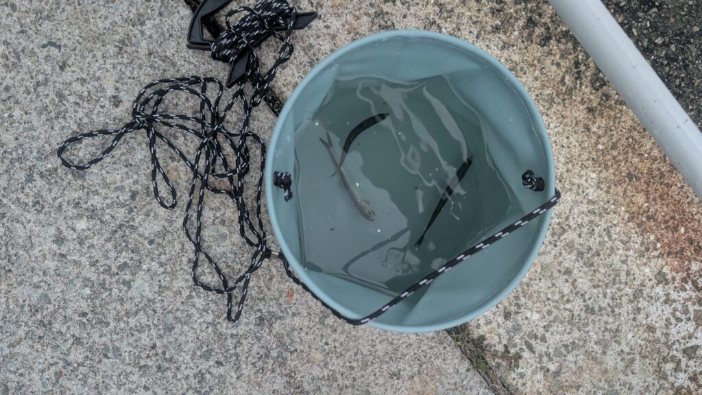 海水を入れた水色のバケツで泳ぐカタクチイワシ